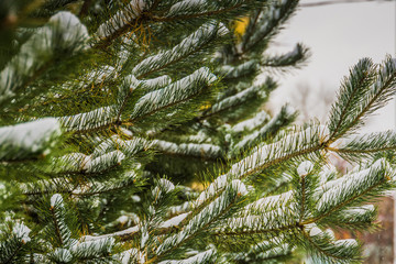 Naklejka na ściany i meble Evergreen tree under snow