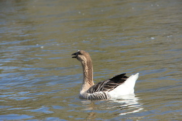 Oie sur la Loire