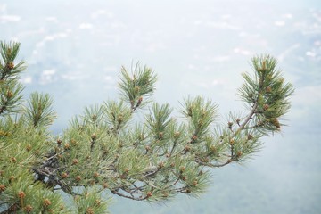 Pine branch in foreground, background is blurred