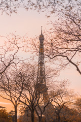 Eiffel tower between branches and arveres