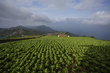 Cabbage is planted around. On the cold plateau all year round on PhuThapBoek Thailand.