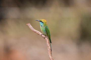 Little bee-eater