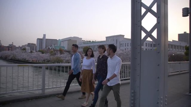 International friends walking across bridge, beautiful sakura by the river.