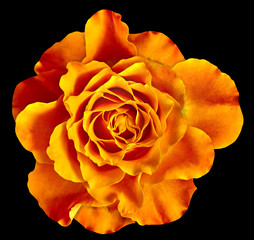 A orange rose flower isolated on a black  background. Close-up. Element of design.