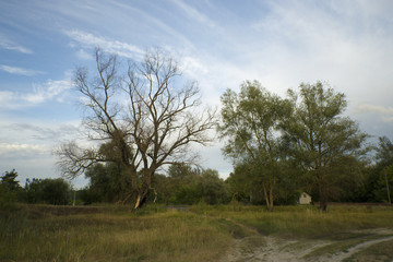 Rural landscape with dry wood