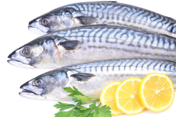 Fish mackerel