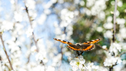 fond papillon prend son envol depuis un arbre