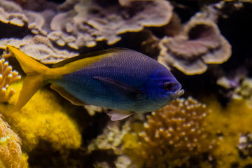colorful fish underwater