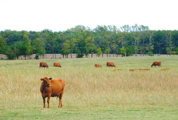 Fototapeta na wymiar Free range brown cows on a field near a forest