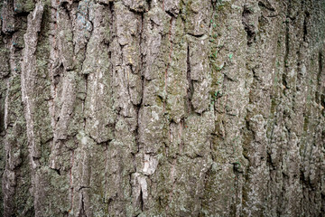 Natural wooden background. Close-up gray-brown bark of old mossy tree.