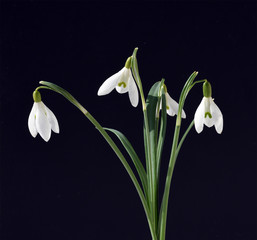 Schneegloeckchen, Galanthus nivalis