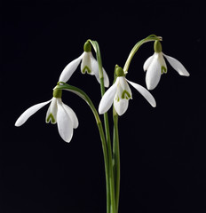 Schneegloeckchen, Galanthus nivalis