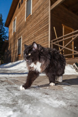 black and white cat walking on snow in the village