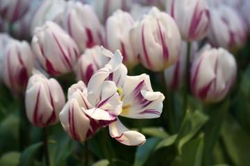 Fading White tulips with crimson strokes on a green background it is horizontal. Liliaceae Family. Tulipa.