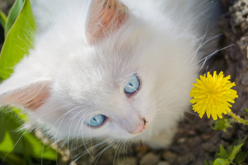 White kitten with dandelion