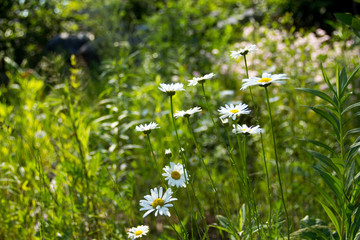 Daisies in the Sun