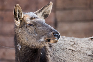 Maral (red deer) in the reserve