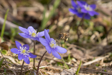 Leberblümchen - Hepatica nobilis, Anemone hepatica, Hepatica triloba