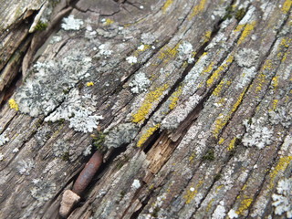 Lichen on wood