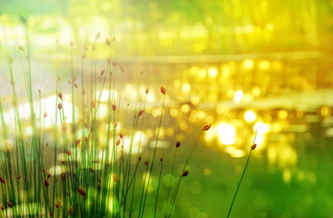 green yellow gold summer nature light with grass in water meadow landscape background