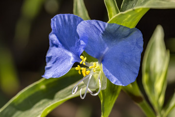 Fototapeta na wymiar Commelina erecta flower extreme close up - Macro photo of Little blue flower