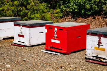 A row of wooden colorful bee hives in summertime