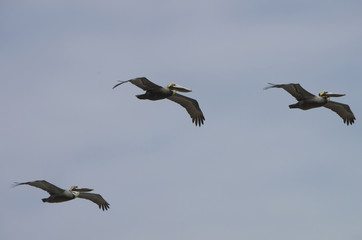 Fototapeta premium Pelicians in Flight