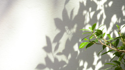 tree branch and leaf with shadow on a white concrete wall