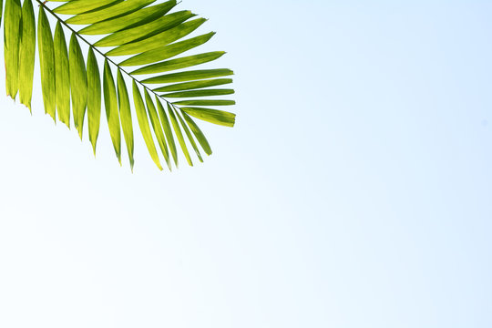 green palm leaf on blue sky background