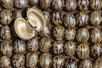 Bark of rubber tree seed on rubber tree seeds, Hevea brasiliensis seeds close up photo