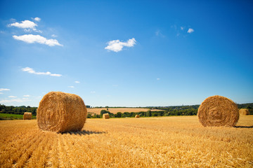 Champ de blé en été avant les moissons