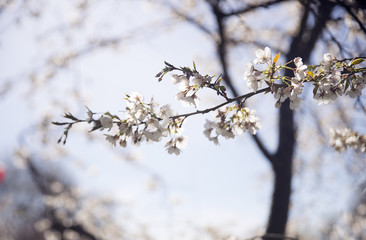 Cherryblossom