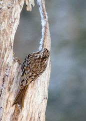 Eurasian Treecreeper