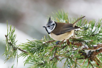 crested tit