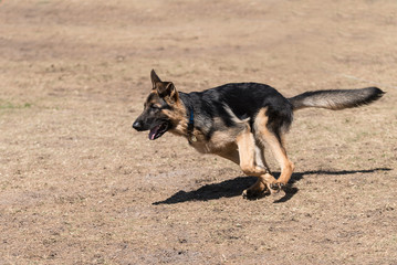 German Shepherd Running in the Park