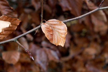 Autumn Leaf Close Up