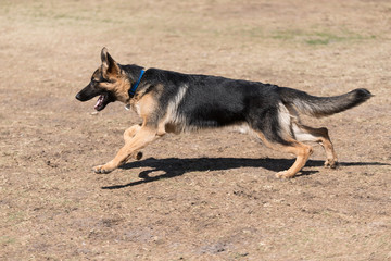 German Shepherd Running in the Park