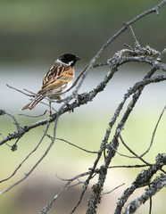 Reed Bunting