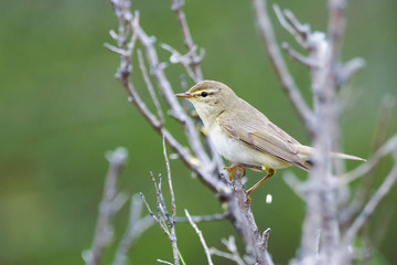 Willow Warbler