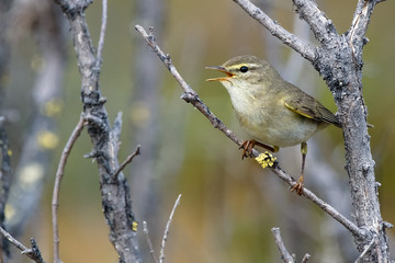 Willow Warbler