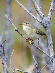 Willow Warbler