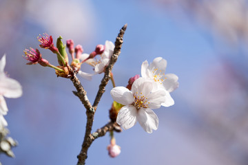 桜