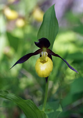 slipper-orchid