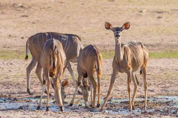 Kudus, Tragelaphus strepsiceros, stehen an einem Wasserloch, Kalahari Transfrontier Park, Südafrika