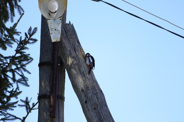 Fototapeta premium beautiful forest bird woodpecker on a light column