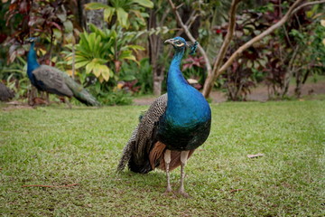 Obraz premium Two peacocks at the Garden of Eden in Maui, Hawaii