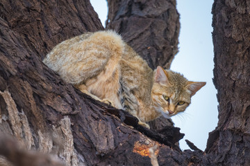 Afrikanische Wildkatze  in einem Baum, Kalahari Transfrontier Park, Südafrika