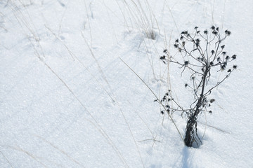 Dry flowers cowered with snow, winter