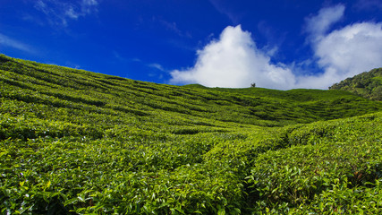 Fototapeta na wymiar Landscape view of tea plantation with blue sky in morning. Beautiful tea field Cameron Highlands in Malaysia.