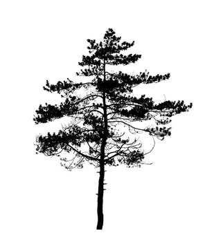 Black pine tree silhouette isolated on white
